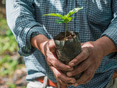 Plan de Reforestación