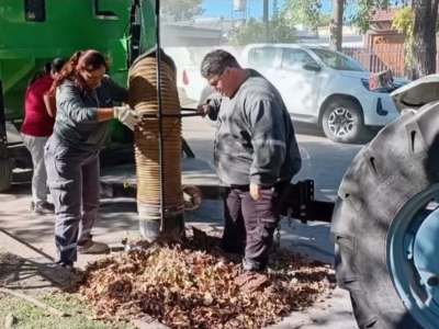 Aspiradora de hojas en acción